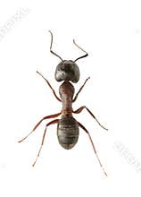 Ant