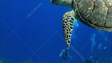 Divers watch big sea turtle swim away