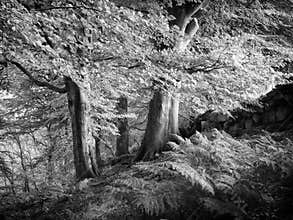 Beech trees and ferns