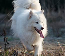 Samoed's dog