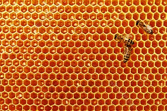 Bee honeycombs with honey and bees. Apiculture.
