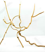 Dried ivy