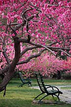 Bench under peach tree in spring