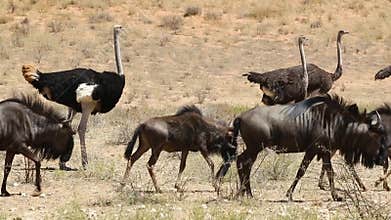 Blue wildebeest walking with ostriches
