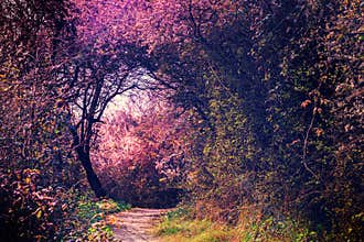 Summer landscape with footpath in magic garden. Nature landscape
