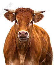 Adorable Cow on white