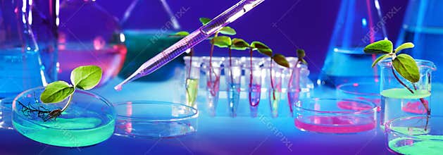 Biotechnology And GMO - Plants In Test Tubes
