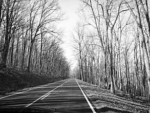 Road into creepy Forrest