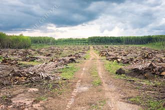 The lost land for new plantation rebirth and the way concept.After rainy day