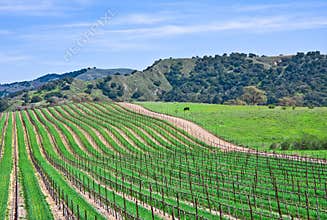 California Vineyard
