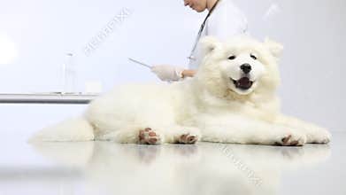 Veterinarian examining dog on table in vet clinic, and uses the digital tablet
