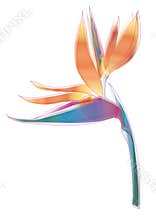 Bird of paradise flower (Strelitzia reginae)