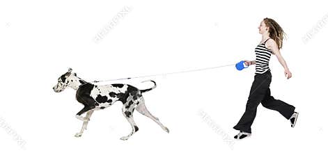 Young girl walking his dog (Great dane 4 years) ha