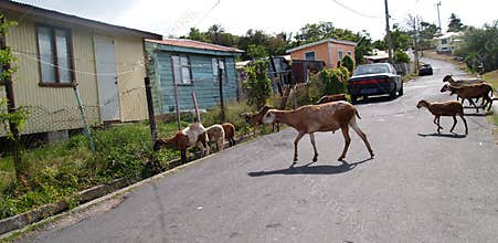 Sheep Roaming the Neighborhood in Antigua