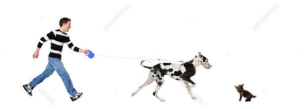 Man walking his dog (Great dane 4 years)