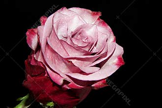Beautiful rose