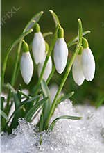 Crocus-snowdrops