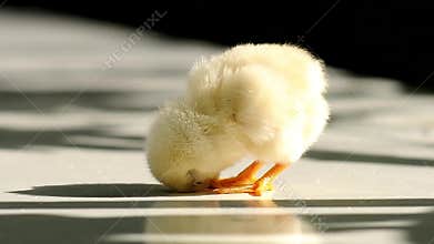 Cute small chicken