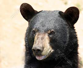 Black bear