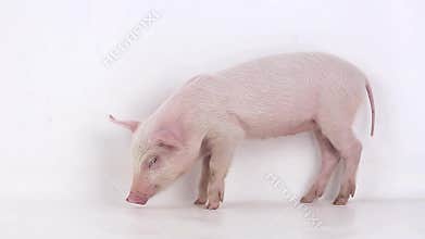 Sleeping pig on white