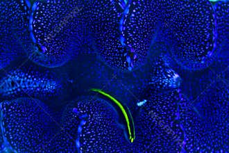 Neon goby in a Maxima