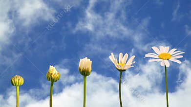 Seamless loop - Stages of growth of a daisy moving blue sky, HD video