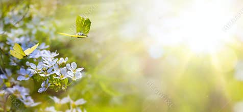 Easter spring flower background; flower and yellow butterfly