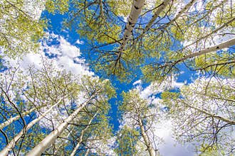 Aspen Trees and Clouds