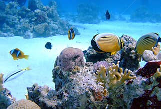 Oval butterflyfish on coral