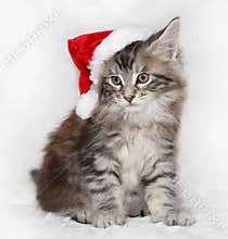 Kitten in santa hat