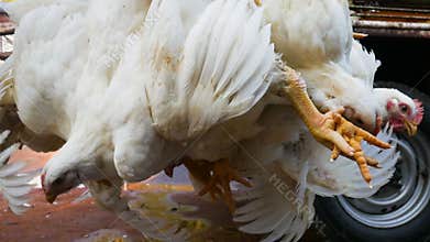 Chickens transport in cramped cage on a pickup
