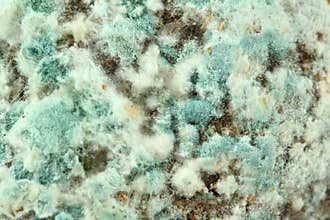 Mold closeup