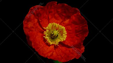 Orange poppy blooming timelapse