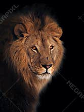 Lion great king of animals isolated at black