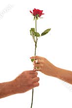 Male and Female hold a Single Red Rose of Devotion
