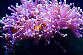 Clown fish hiding in anemone