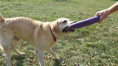 Young man and dog playing with toy for animal outdoor at nature. Labrador or golden retriever bites and pulls toy from