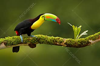 Keel-billed Toucan, Ramphastos sulfuratus, bird with big bill. Toucan sitting on the branch in the forest, Boca Tapada, green vege