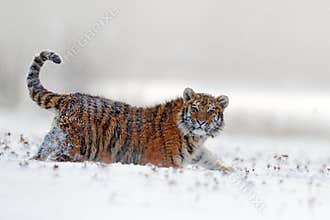 Face fixed tiger look. Siberian tiger in snow fall. Amur tiger running in the snow. Action wildlife winter scene with danger anima