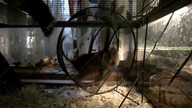 The rodent running in the wheel. Then the second rodent joints him and they running together.