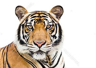 Young tiger isolated on white background