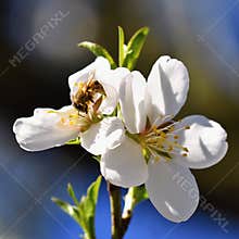 Spring background. Beautifully blossoming tree with a bee. Flower in nature.