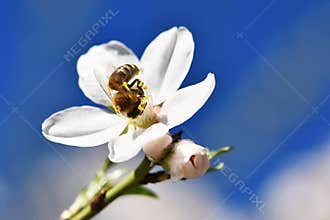 Spring background. Beautifully blossoming tree with a bee. Flower in nature.