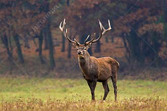 Red deer stag