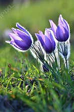 Springtime season. Beautiful purple flowers blooming in a sunny day. With a natural colored background of the meadow. Pasque flow