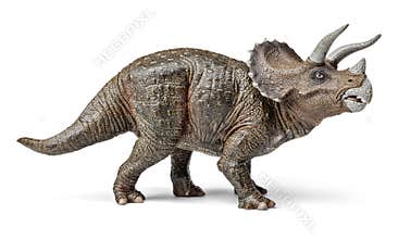 Triceratops dinosaurs toy with clipping path.