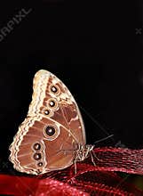 Brown butterfly