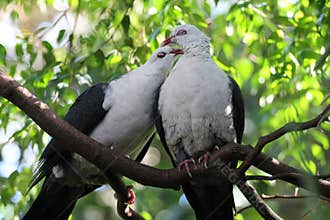 Love Birds