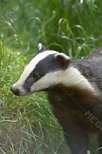 Badger