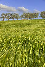 Between Apulia and Basilicata: hilly landscape with green cornfields.ITALY.